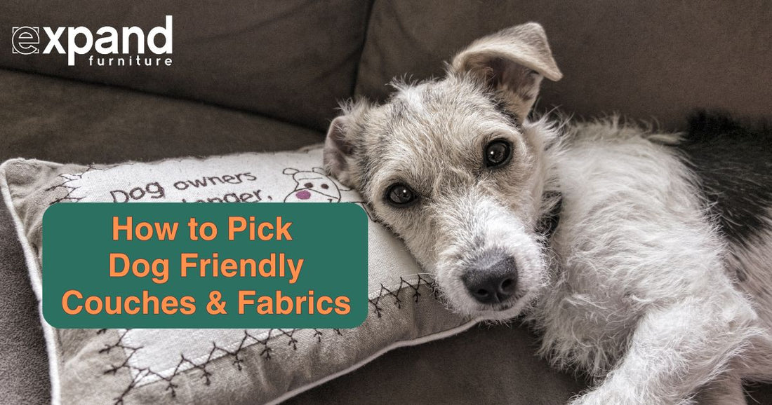 How to Pick Dog Friendly Couches and Fabrics
